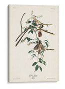 Pl. 160 Carolina Titmouse - John James Audubon | Cuadro decorativo de Canvas Lab