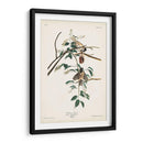 Pl. 160 Carolina Titmouse - John James Audubon | Cuadro decorativo de Canvas Lab
