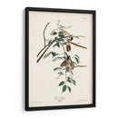 Pl. 160 Carolina Titmouse - John James Audubon | Cuadro decorativo de Canvas Lab