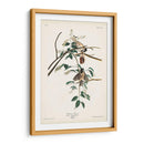 Pl. 160 Carolina Titmouse - John James Audubon | Cuadro decorativo de Canvas Lab