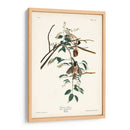 Pl. 160 Carolina Titmouse - John James Audubon | Cuadro decorativo de Canvas Lab