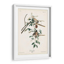 Pl. 160 Carolina Titmouse - John James Audubon | Cuadro decorativo de Canvas Lab