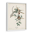 Pl. 160 Carolina Titmouse - John James Audubon | Cuadro decorativo de Canvas Lab
