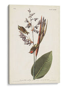 Pl. 183 American Golden-Crested Wren - John James Audubon | Cuadro decorativo de Canvas Lab
