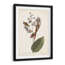 Pl. 183 American Golden-Crested Wren - John James Audubon | Cuadro decorativo de Canvas Lab