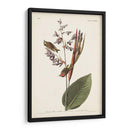 Pl. 183 American Golden-Crested Wren - John James Audubon | Cuadro decorativo de Canvas Lab