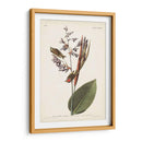 Pl. 183 American Golden-Crested Wren - John James Audubon | Cuadro decorativo de Canvas Lab