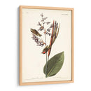 Pl. 183 American Golden-Crested Wren - John James Audubon | Cuadro decorativo de Canvas Lab
