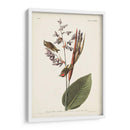 Pl. 183 American Golden-Crested Wren - John James Audubon | Cuadro decorativo de Canvas Lab