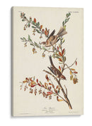 Pl. Gorrión De Árboles De 188 - John James Audubon | Cuadro decorativo de Canvas Lab
