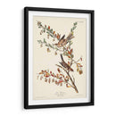Pl. Gorrión De Árboles De 188 - John James Audubon | Cuadro decorativo de Canvas Lab