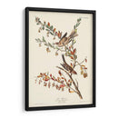 Pl. Gorrión De Árboles De 188 - John James Audubon | Cuadro decorativo de Canvas Lab