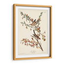 Pl. Gorrión De Árboles De 188 - John James Audubon | Cuadro decorativo de Canvas Lab