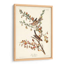 Pl. Gorrión De Árboles De 188 - John James Audubon | Cuadro decorativo de Canvas Lab
