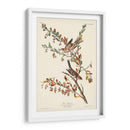 Pl. Gorrión De Árboles De 188 - John James Audubon | Cuadro decorativo de Canvas Lab