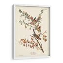 Pl. Gorrión De Árboles De 188 - John James Audubon | Cuadro decorativo de Canvas Lab