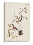 Pl. 194 Canadiense Titmouse - John James Audubon | Cuadro decorativo de Canvas Lab