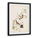 Pl. 194 Canadiense Titmouse - John James Audubon | Cuadro decorativo de Canvas Lab