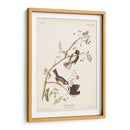 Pl. 194 Canadiense Titmouse - John James Audubon | Cuadro decorativo de Canvas Lab