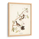 Pl. 194 Canadiense Titmouse - John James Audubon | Cuadro decorativo de Canvas Lab