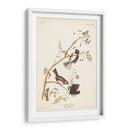 Pl. 194 Canadiense Titmouse - John James Audubon | Cuadro decorativo de Canvas Lab