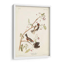 Pl. 194 Canadiense Titmouse - John James Audubon | Cuadro decorativo de Canvas Lab