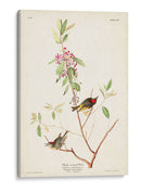 Pl. 195 Ruby-Crowned Wren - John James Audubon | Cuadro decorativo de Canvas Lab