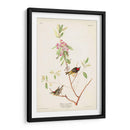 Pl. 195 Ruby-Crowned Wren - John James Audubon | Cuadro decorativo de Canvas Lab