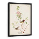 Pl. 195 Ruby-Crowned Wren - John James Audubon | Cuadro decorativo de Canvas Lab