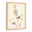 Pl. 195 Ruby-Crowned Wren - John James Audubon | Cuadro decorativo de Canvas Lab
