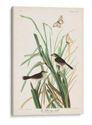 Pl. 355 Mac Gillivrays Finch - John James Audubon | Cuadro decorativo de Canvas Lab