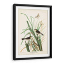 Pl. 355 Mac Gillivrays Finch - John James Audubon | Cuadro decorativo de Canvas Lab