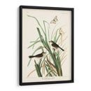 Pl. 355 Mac Gillivrays Finch - John James Audubon | Cuadro decorativo de Canvas Lab