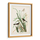 Pl. 355 Mac Gillivrays Finch - John James Audubon | Cuadro decorativo de Canvas Lab