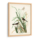 Pl. 355 Mac Gillivrays Finch - John James Audubon | Cuadro decorativo de Canvas Lab