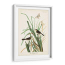 Pl. 355 Mac Gillivrays Finch - John James Audubon | Cuadro decorativo de Canvas Lab