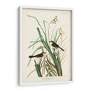 Pl. 355 Mac Gillivrays Finch - John James Audubon | Cuadro decorativo de Canvas Lab