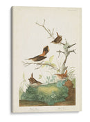 Pl. 360 Winter Wren - John James Audubon | Cuadro decorativo de Canvas Lab