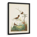 Pl. 360 Winter Wren - John James Audubon | Cuadro decorativo de Canvas Lab