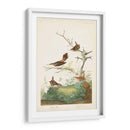 Pl. 360 Winter Wren - John James Audubon | Cuadro decorativo de Canvas Lab