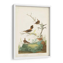 Pl. 360 Winter Wren - John James Audubon | Cuadro decorativo de Canvas Lab