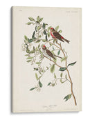 Pl. 375 Menor Encuesta Roja - John James Audubon | Cuadro decorativo de Canvas Lab