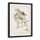 Pl. 375 Menor Encuesta Roja - John James Audubon | Cuadro decorativo de Canvas Lab