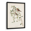 Pl. 375 Menor Encuesta Roja - John James Audubon | Cuadro decorativo de Canvas Lab