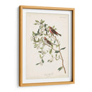 Pl. 375 Menor Encuesta Roja - John James Audubon | Cuadro decorativo de Canvas Lab