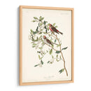 Pl. 375 Menor Encuesta Roja - John James Audubon | Cuadro decorativo de Canvas Lab