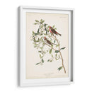 Pl. 375 Menor Encuesta Roja - John James Audubon | Cuadro decorativo de Canvas Lab