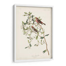 Pl. 375 Menor Encuesta Roja - John James Audubon | Cuadro decorativo de Canvas Lab