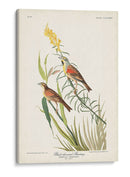 Pl. 384 Bunting Black-Throated - John James Audubon | Cuadro decorativo de Canvas Lab