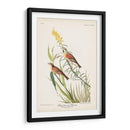 Pl. 384 Bunting Black-Throated - John James Audubon | Cuadro decorativo de Canvas Lab